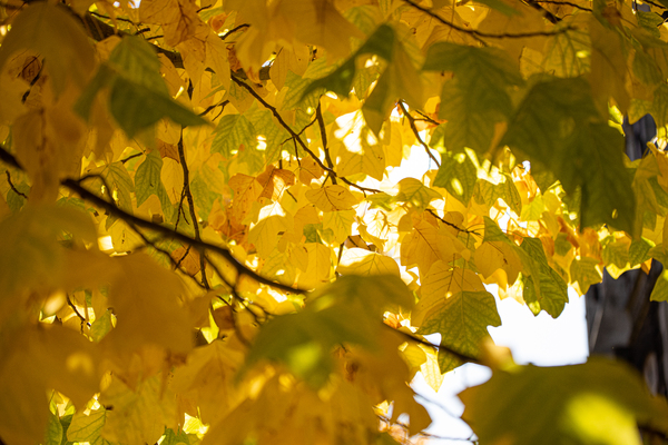 Ethics & Oversight Considerations